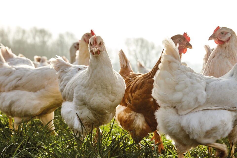 How did chicken become a daily staple and at what cost?