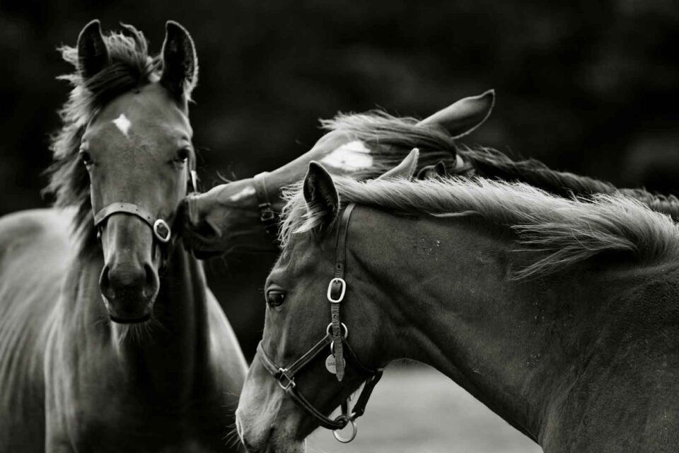 Mark The Card | Cheltenham Festival Supper Club