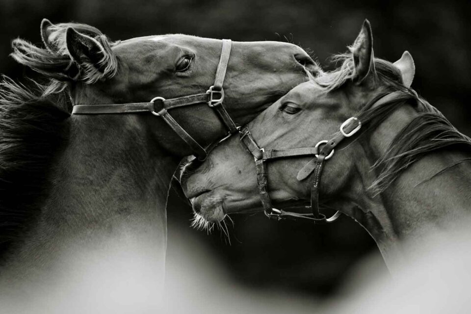 Cheltenham Festival Champion Tuesday