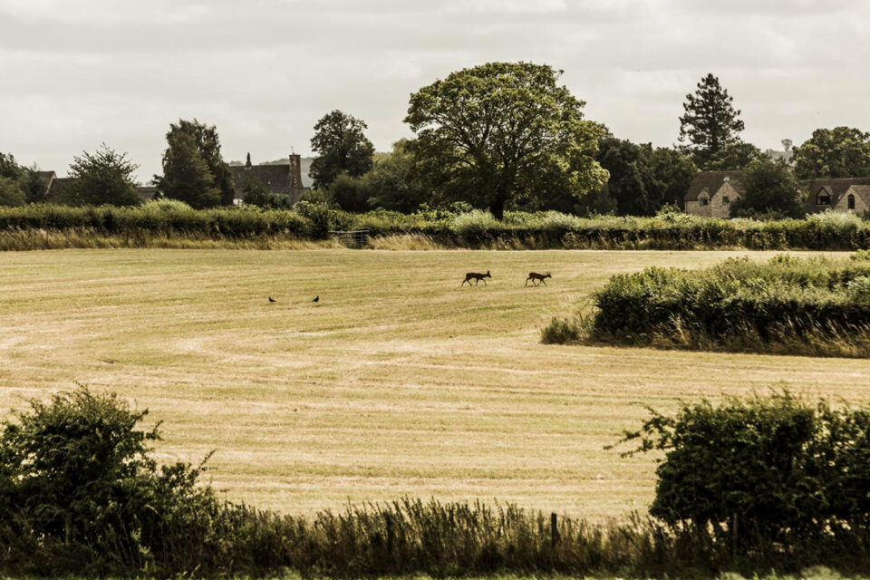 Golden Summer Days Cottage Stay