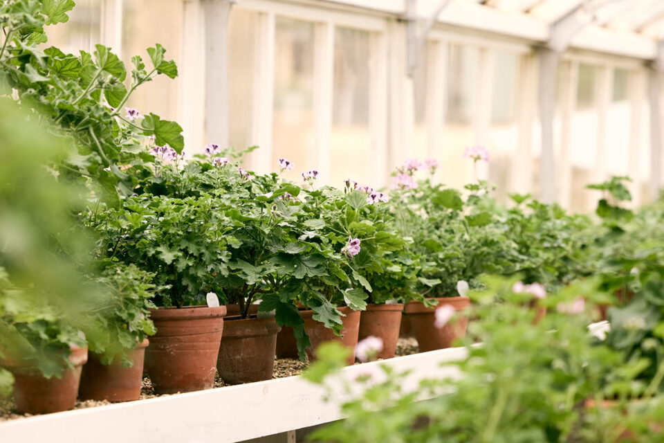 An ode to Geranium