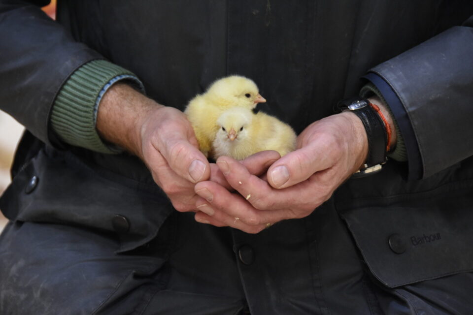 How did chicken become a daily staple and at what cost?