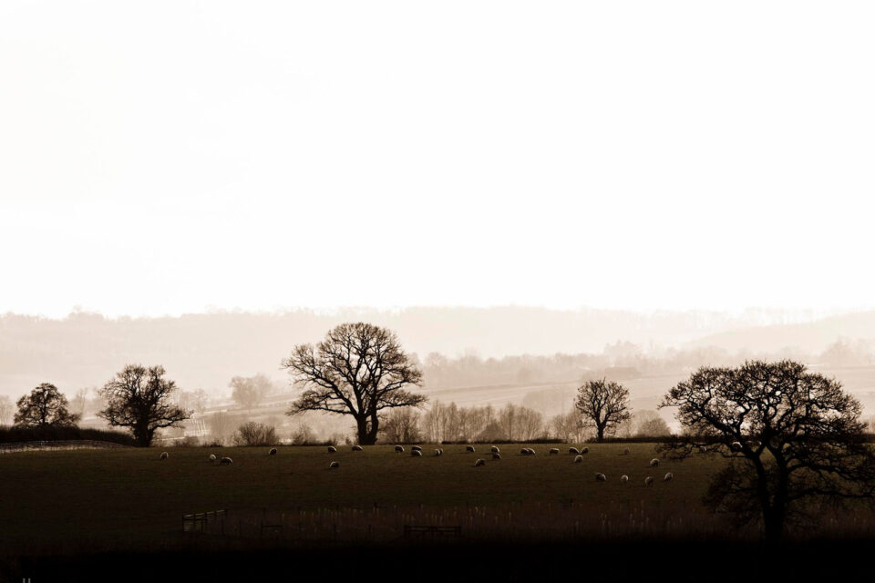 The Wandering Rabbit Nature Walks