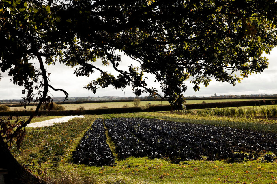 From Hedgerow to Hi-ball; Wild Drinks with Guy