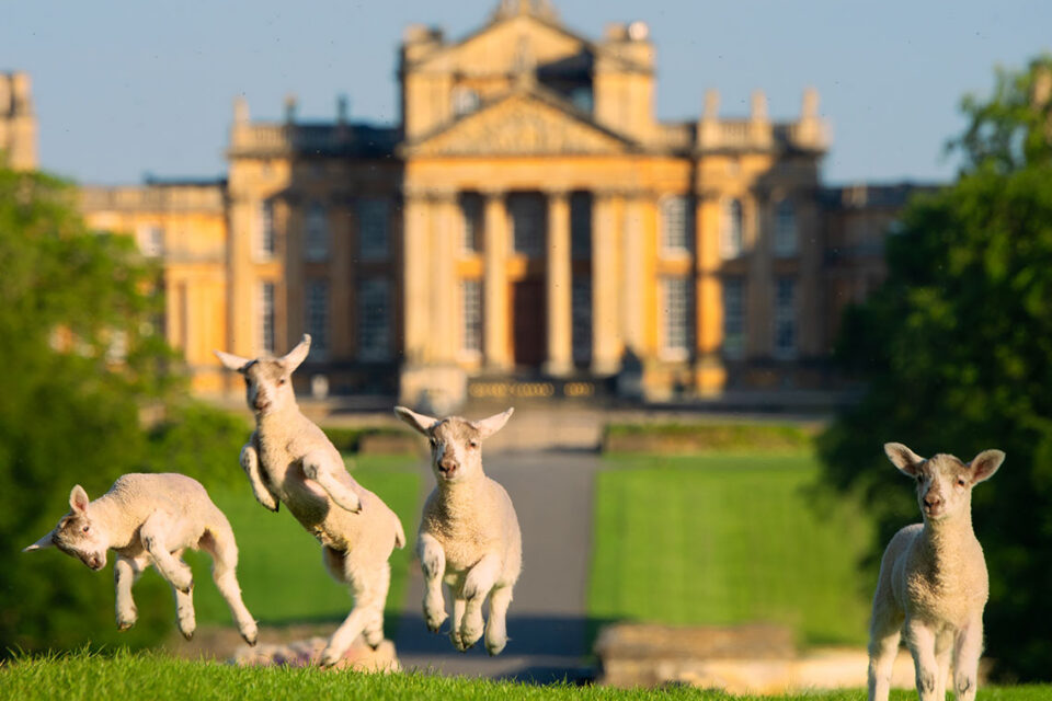 Spring in the Cotswolds