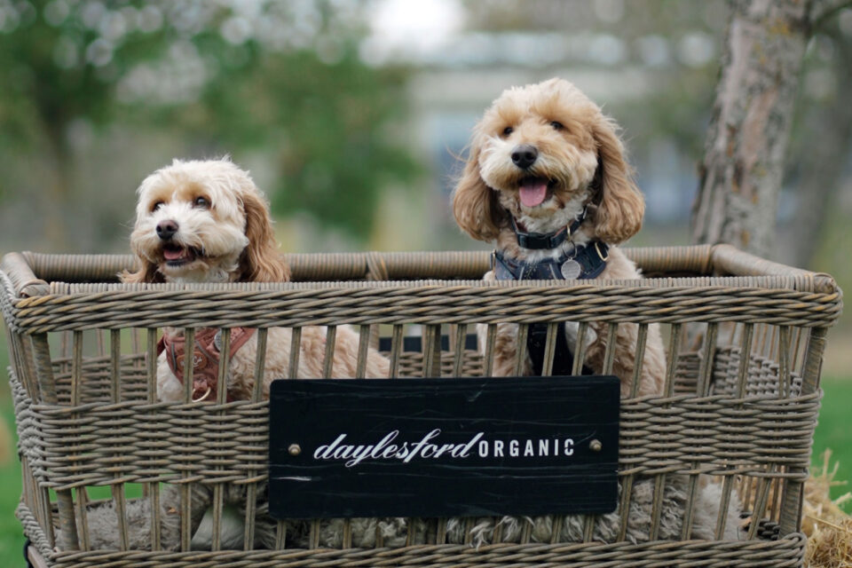 Dogs of Daylesford