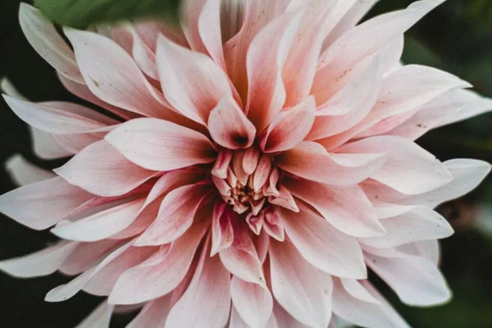 Market Garden Contest – Dahlias