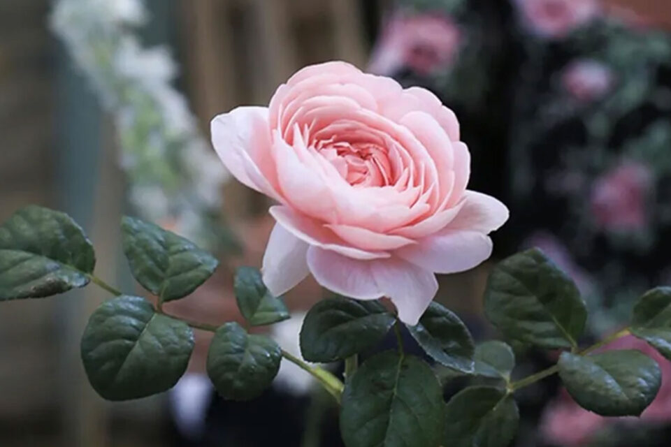 Roses and Rosé with David Austin Roses