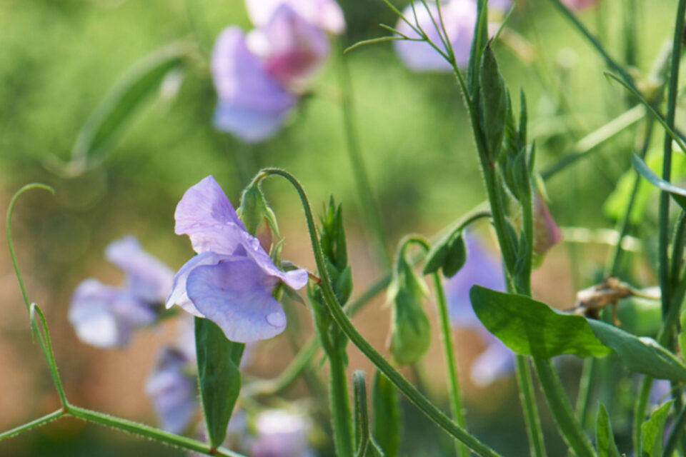 Sweet Peas with Matthew Rice