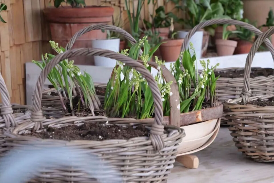 Create Your Autumn Plant Up