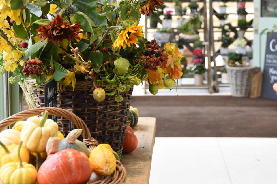 Autumn Potting Workshop