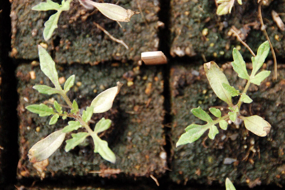 Autumn Potting Workshop