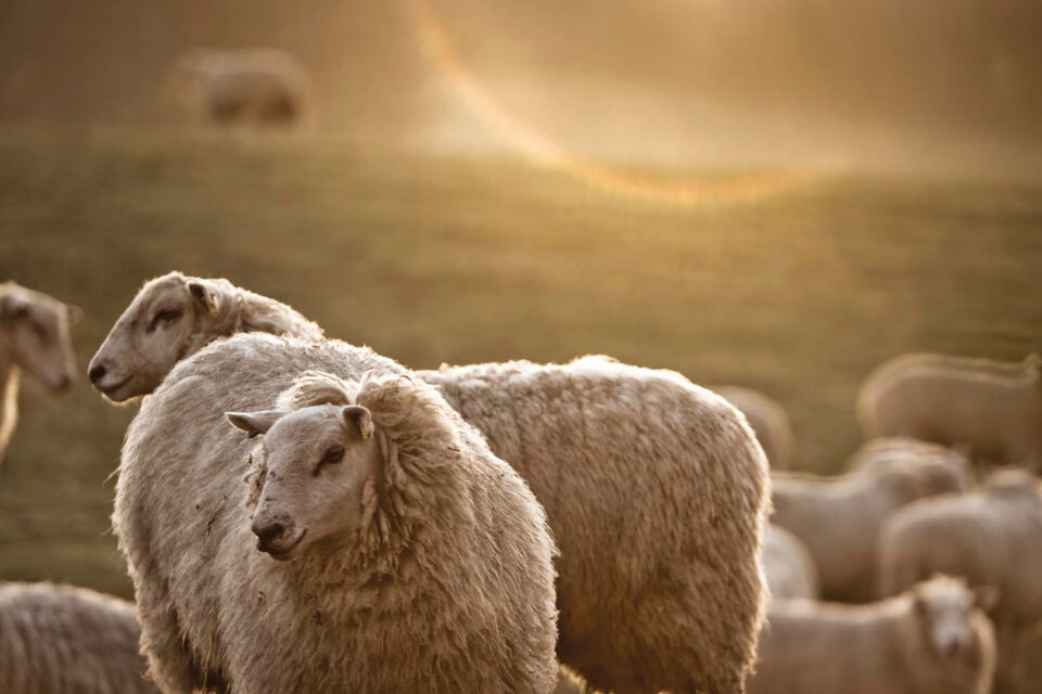 Daylesford Discusses: Why Wool Matters?